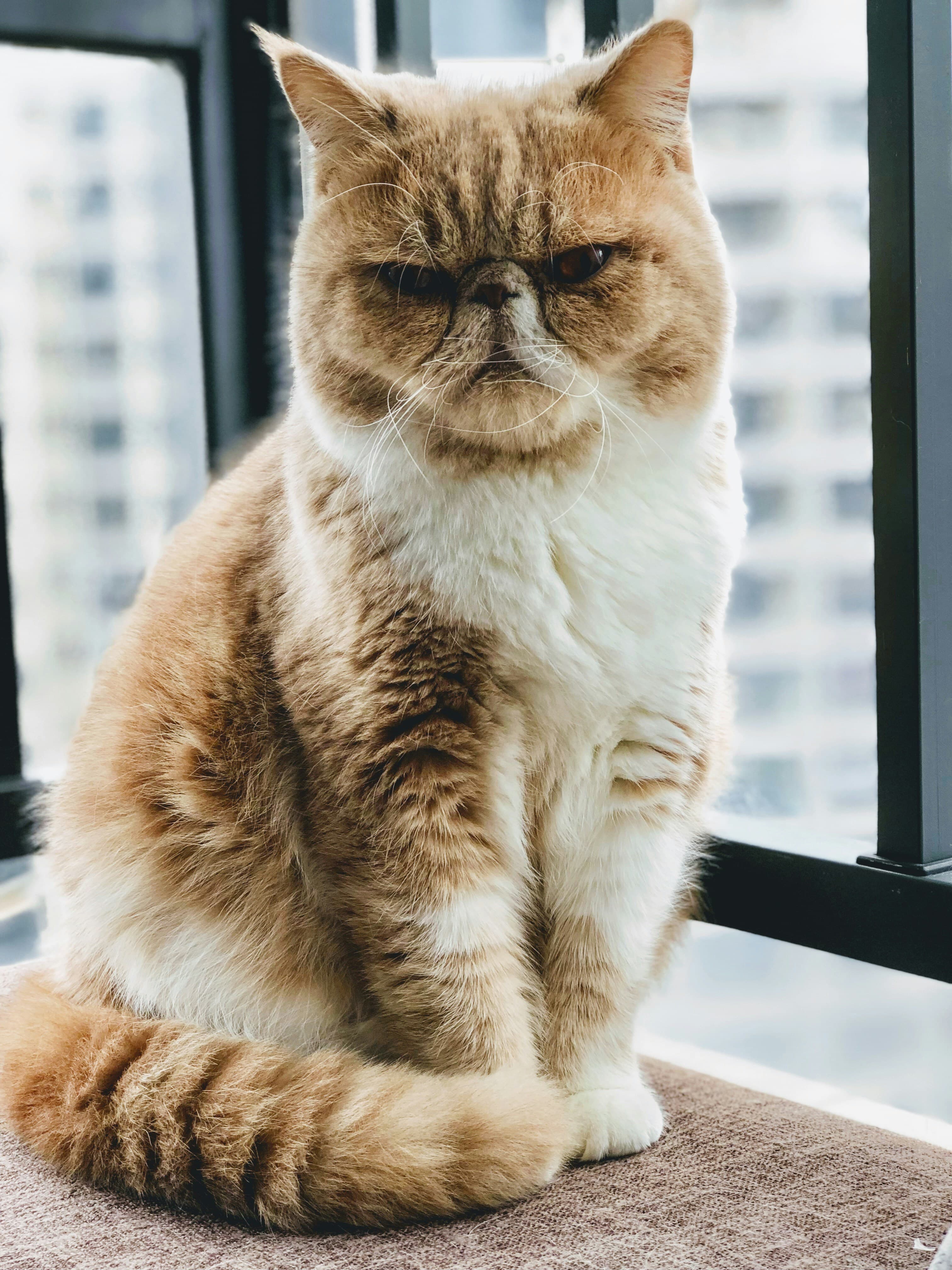 grumpy cat